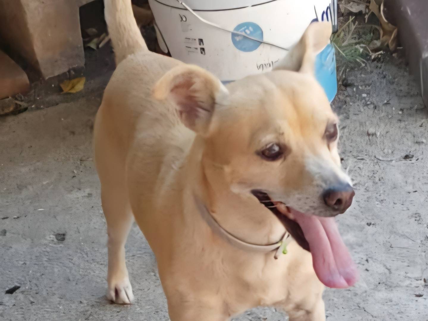 Adozione cane, maschio, Pinscher Razza sconosciuta, 3 anni e 10 mesi, taglia piccola, Caserta