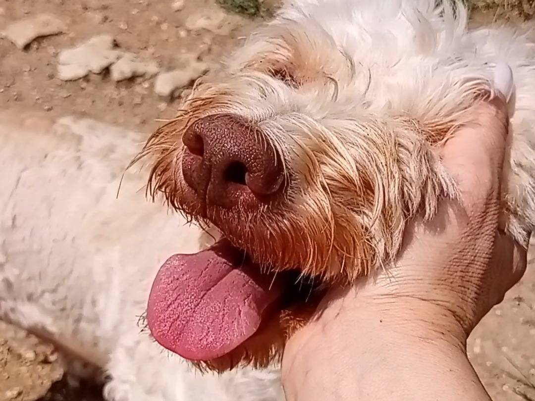 Adozione cane, femmina, Lagotto Razza sconosciuta, 3 anni e 2 mesi, taglia media contenuta, Frosinone