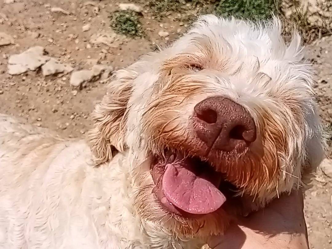 Adotta un cane, femmina, 3 anni e 2 mesi, Frosinone