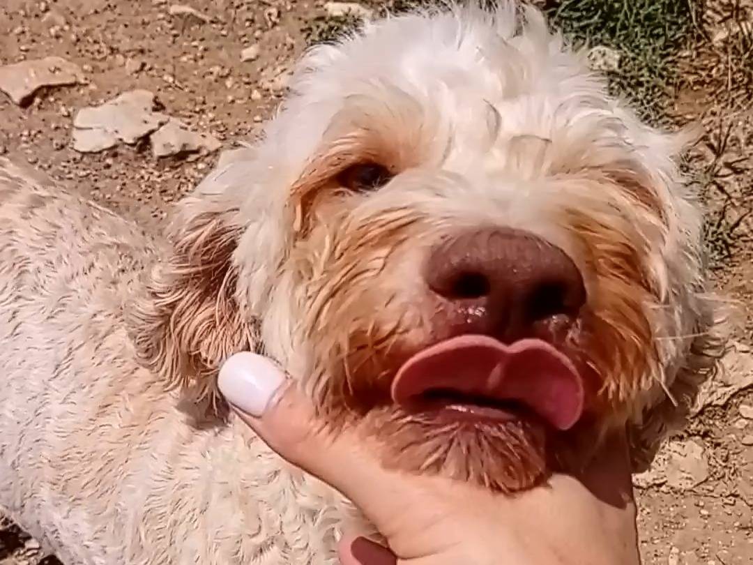 Adotta un cane, taglia media contenuta, femmina, Frosinone