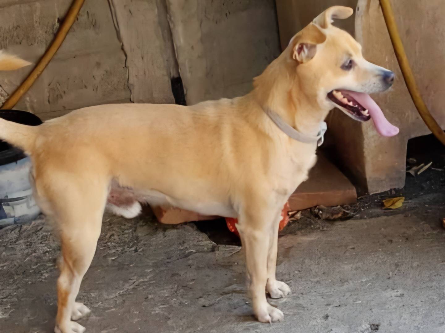 Adotta un cane, maschio, 3 anni e 10 mesi, Caserta