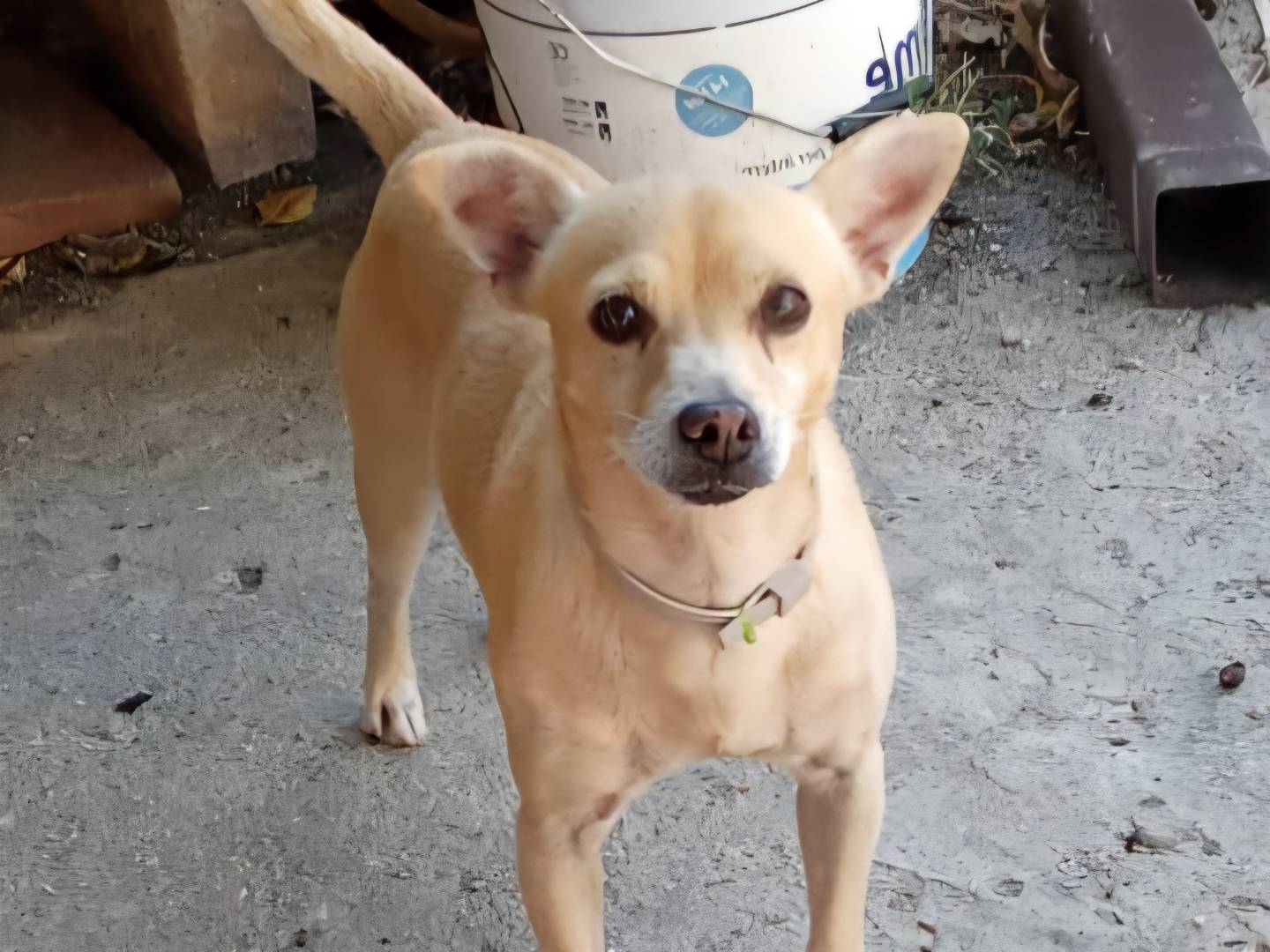 Adotta un cane, taglia piccola, maschio, Caserta