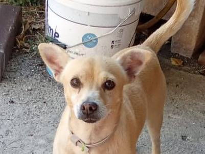 Vuoi adottare un cane a Caserta?