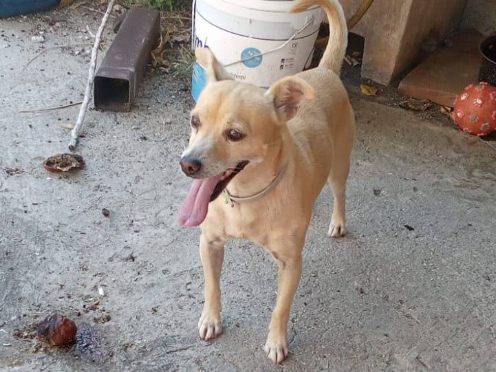 Adotta il cane SPRITZ a Caserta