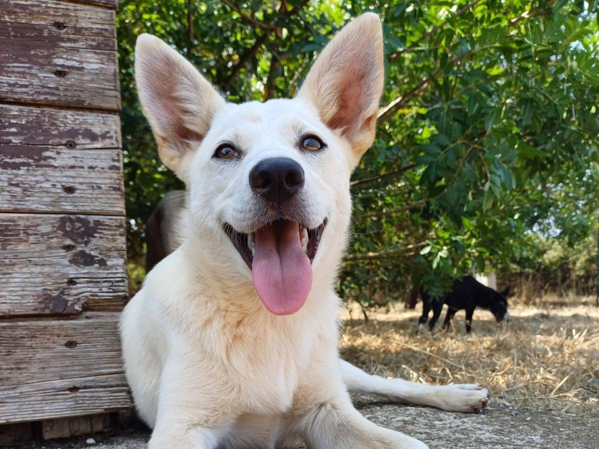 Adozione cane, femmina, Razza sconosciuta Razza sconosciuta, 6 mesi, taglia media contenuta, Lecce