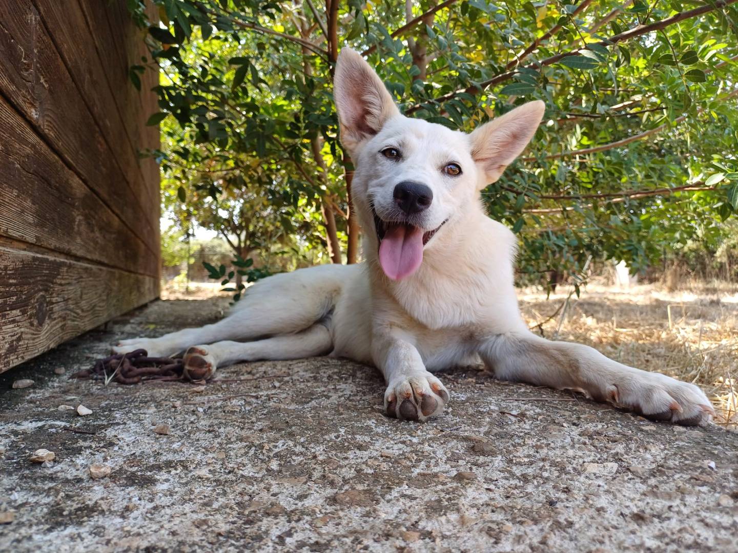 Adotta un cane, femmina, 6 mesi, Lecce