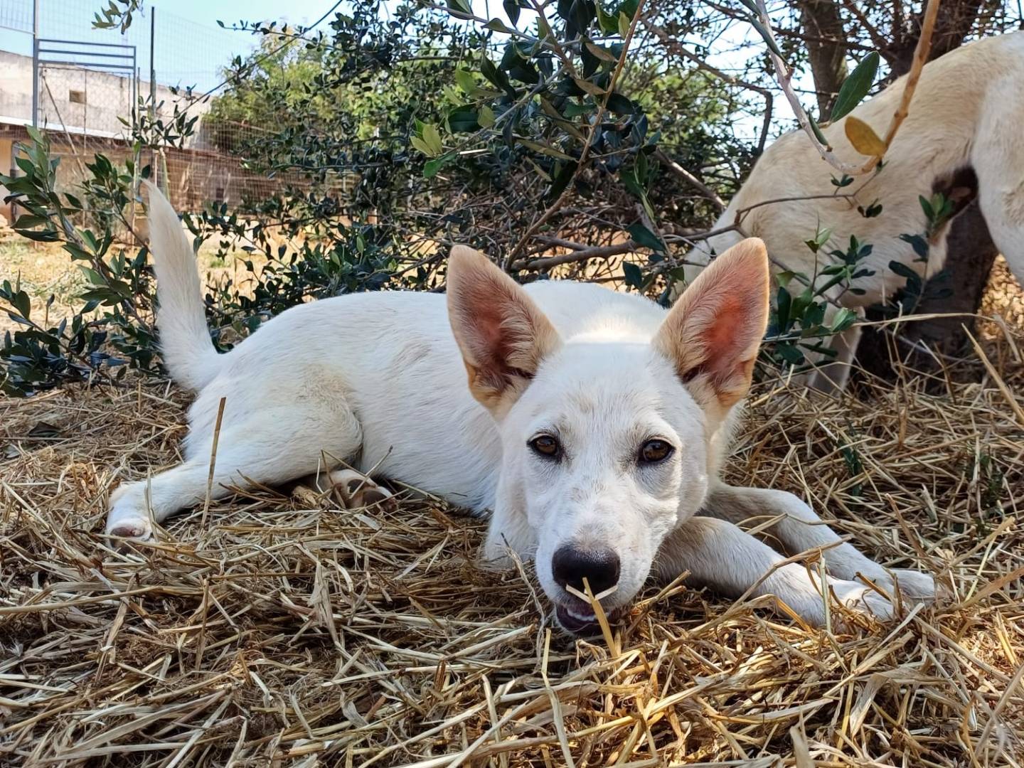 Adotta un cane, taglia media contenuta, femmina, Lecce