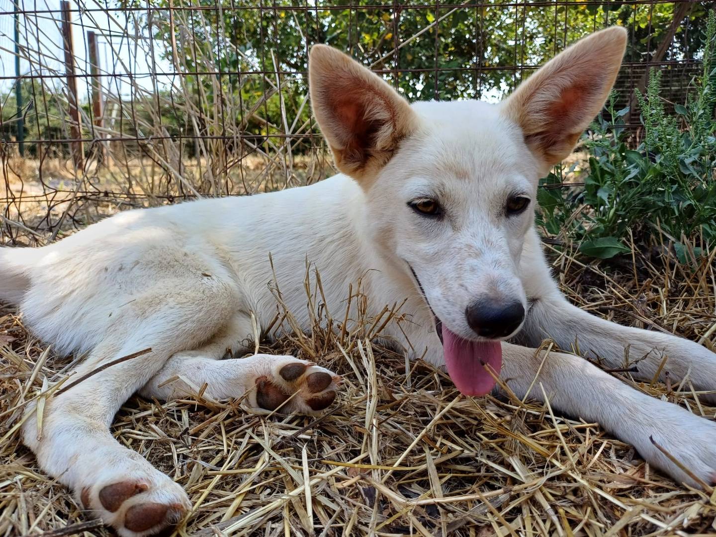 Vuoi adottare un cane a Lecce?