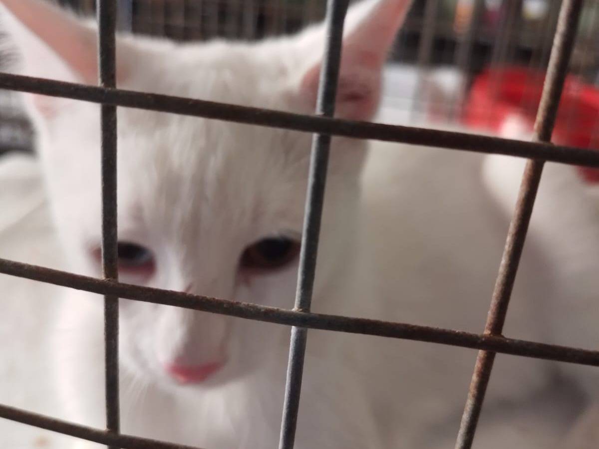 Adozione gatto, maschio, Razza sconosciuta Razza sconosciuta, 3 mesi, taglia non valida, Napoli