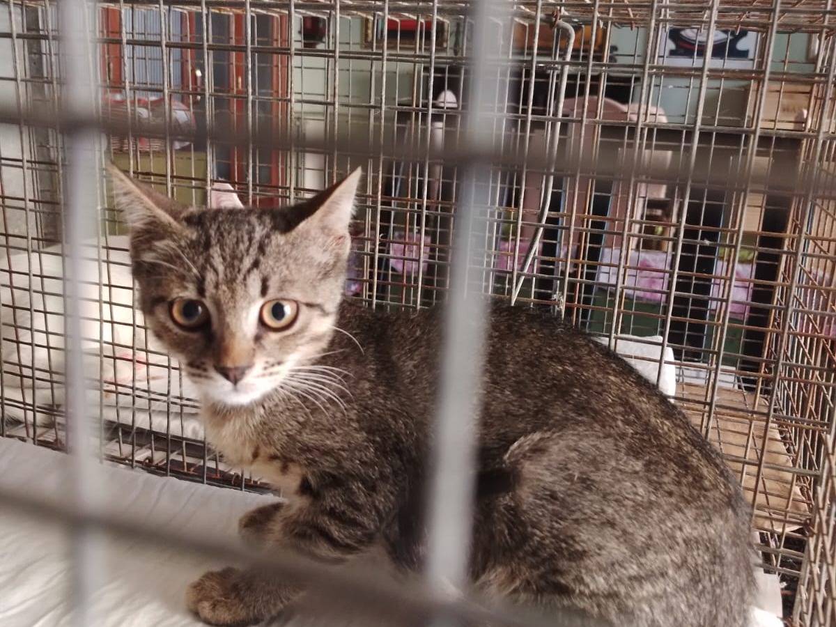 Adozione gatto, femmina, Razza sconosciuta Razza sconosciuta, 3 mesi, taglia non valida, Napoli