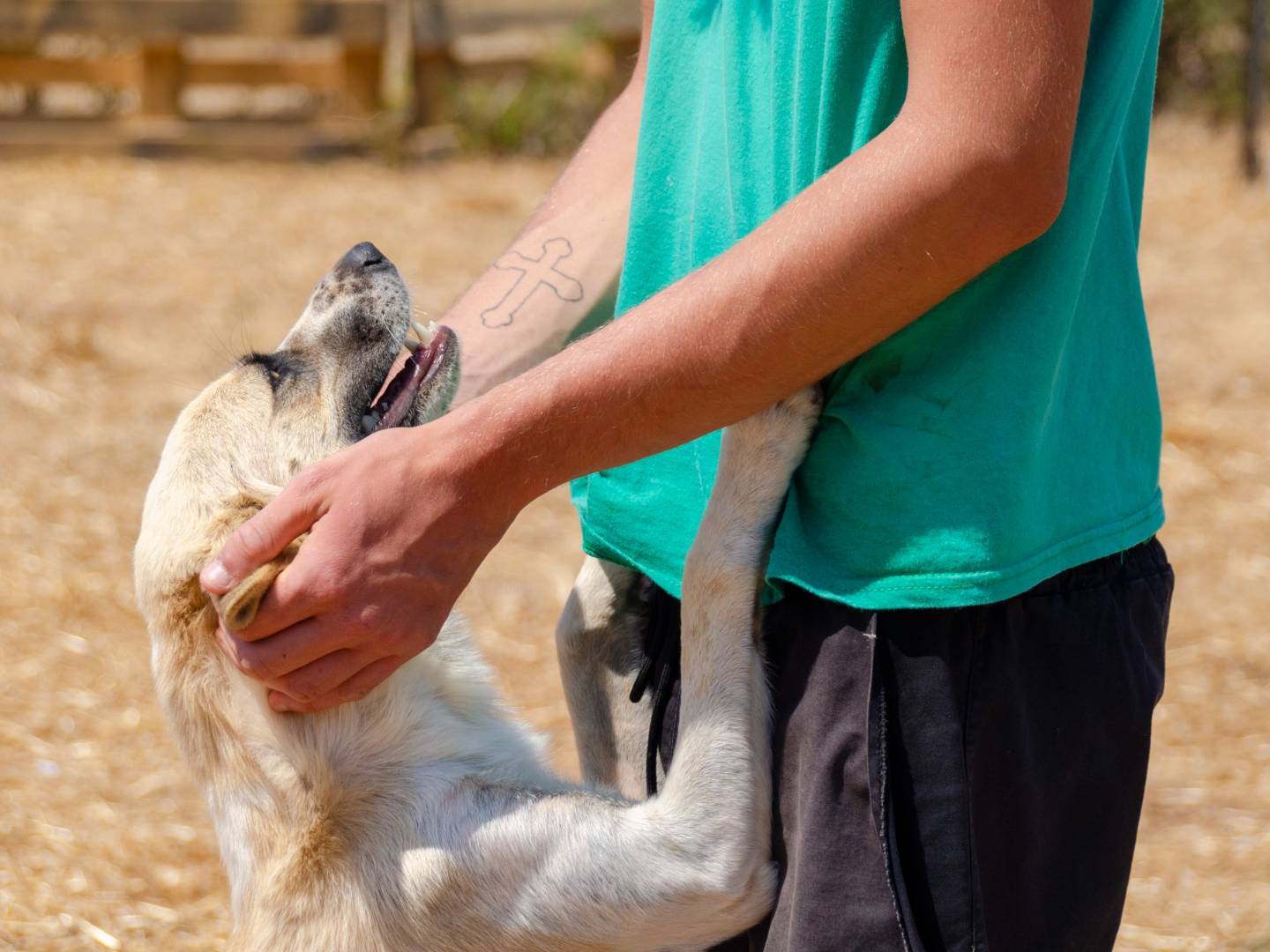 Adozione cane, femmina, Razza sconosciuta Razza sconosciuta, 1 anno e 6 mesi, taglia media, Lecce