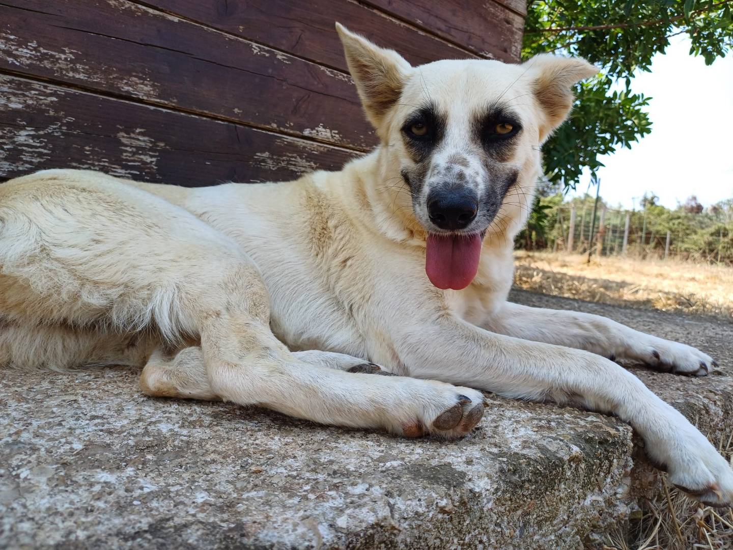 Adotta un cane, femmina, 1 anno e 6 mesi, Lecce
