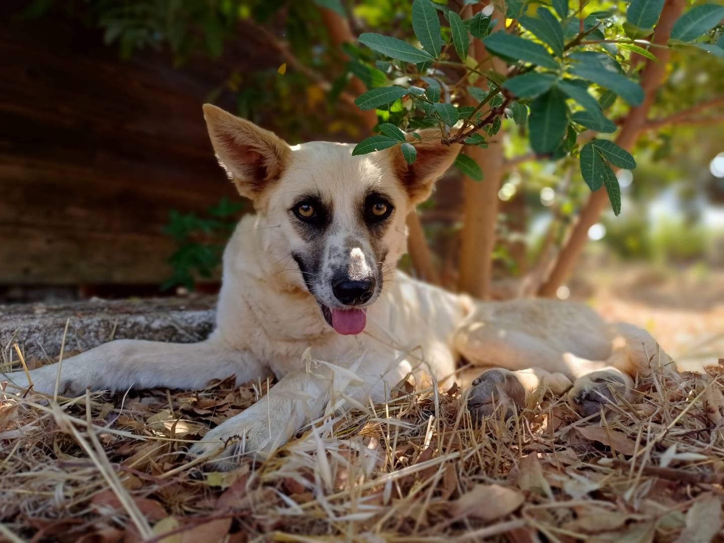 Adotta un cane, taglia media, femmina, Lecce