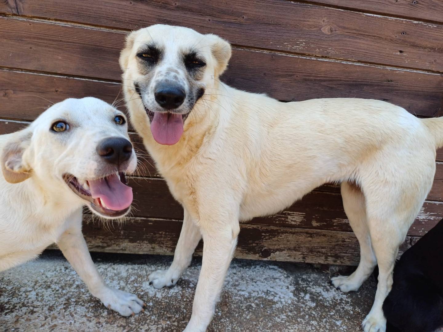 Vuoi adottare un cane a Lecce?