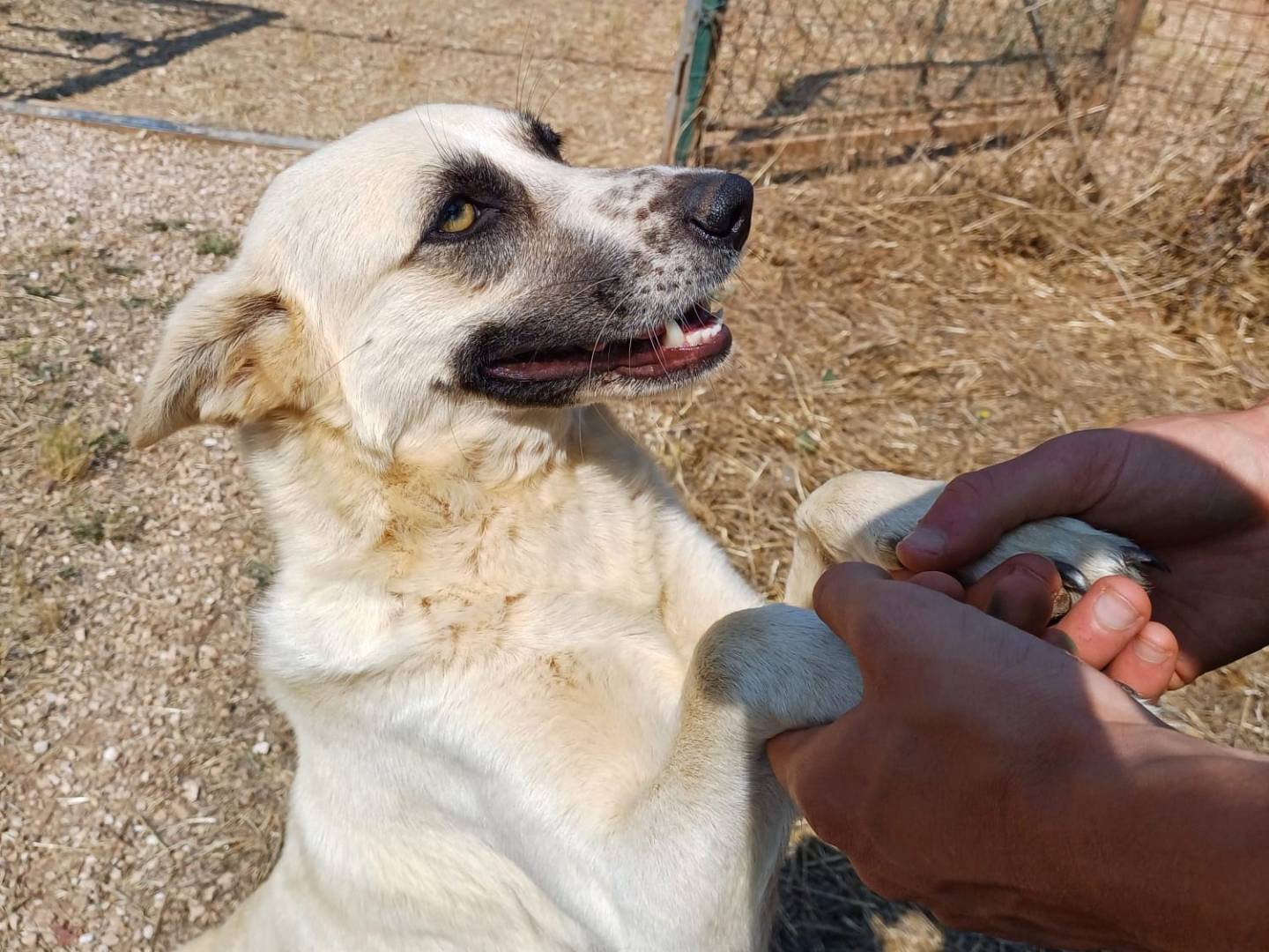 Adotta il cane Laika a Lecce