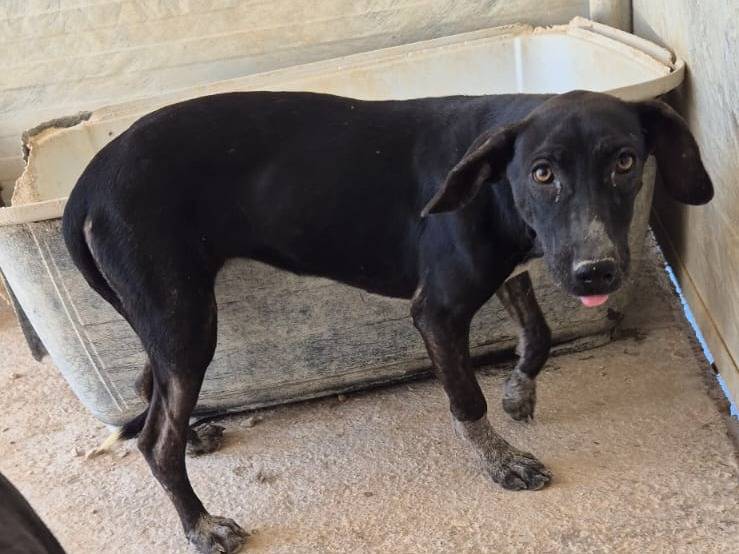 Adozione cane, femmina, Razza sconosciuta Razza sconosciuta, 7 mesi, taglia piccola, Ragusa
