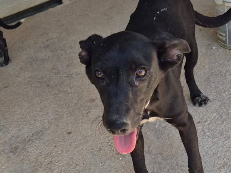Adotta un cane, femmina, 7 mesi, Ragusa