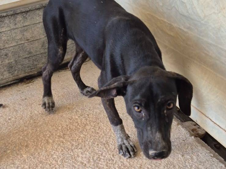 Adotta un cane, taglia piccola, femmina, Ragusa