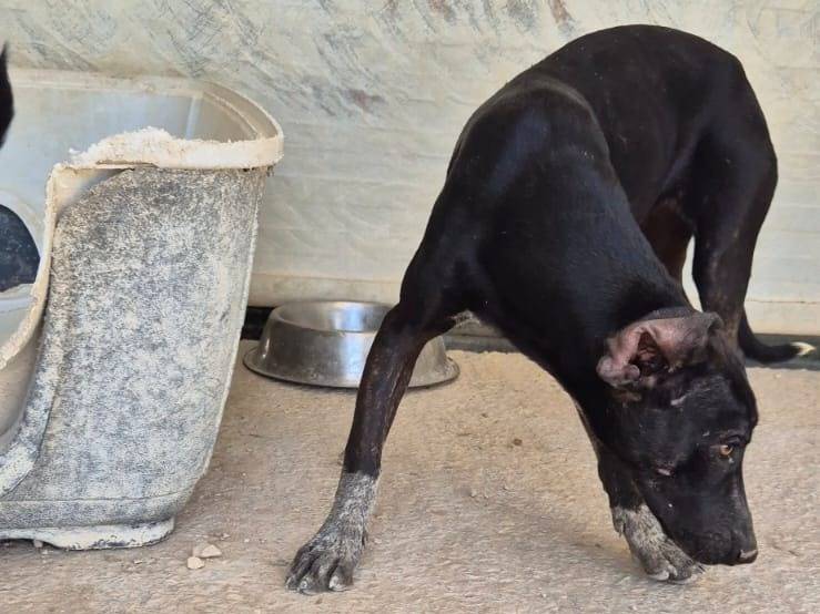 Vuoi adottare un cane a Ragusa?