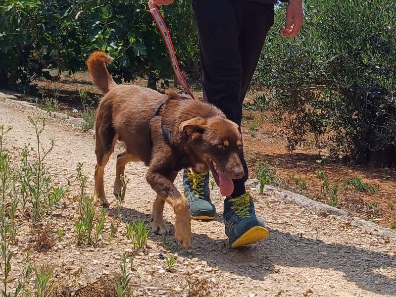 Vuoi adottare un cane a Lecce?