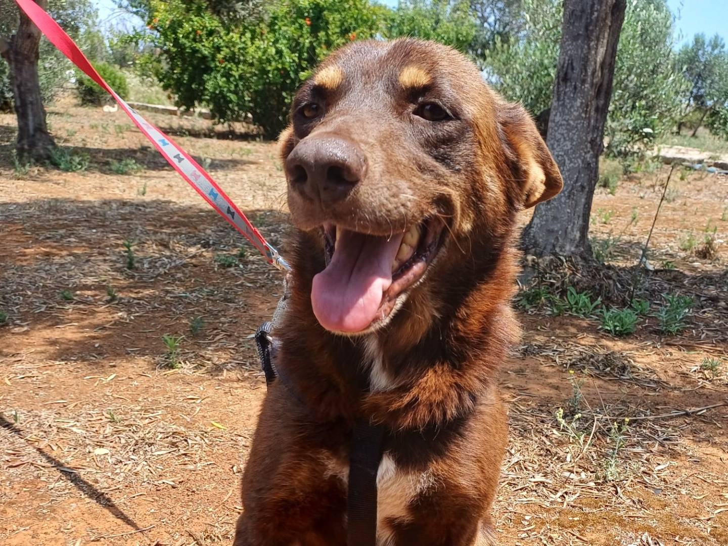 Adotta il cane Bingo a Lecce