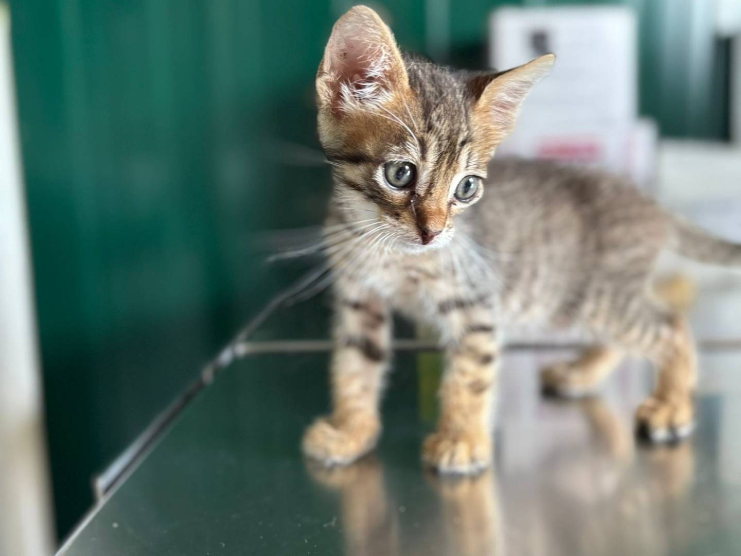 Adozione gatto, maschio, Razza sconosciuta Razza sconosciuta, 2 mesi, taglia non valida, Pisa