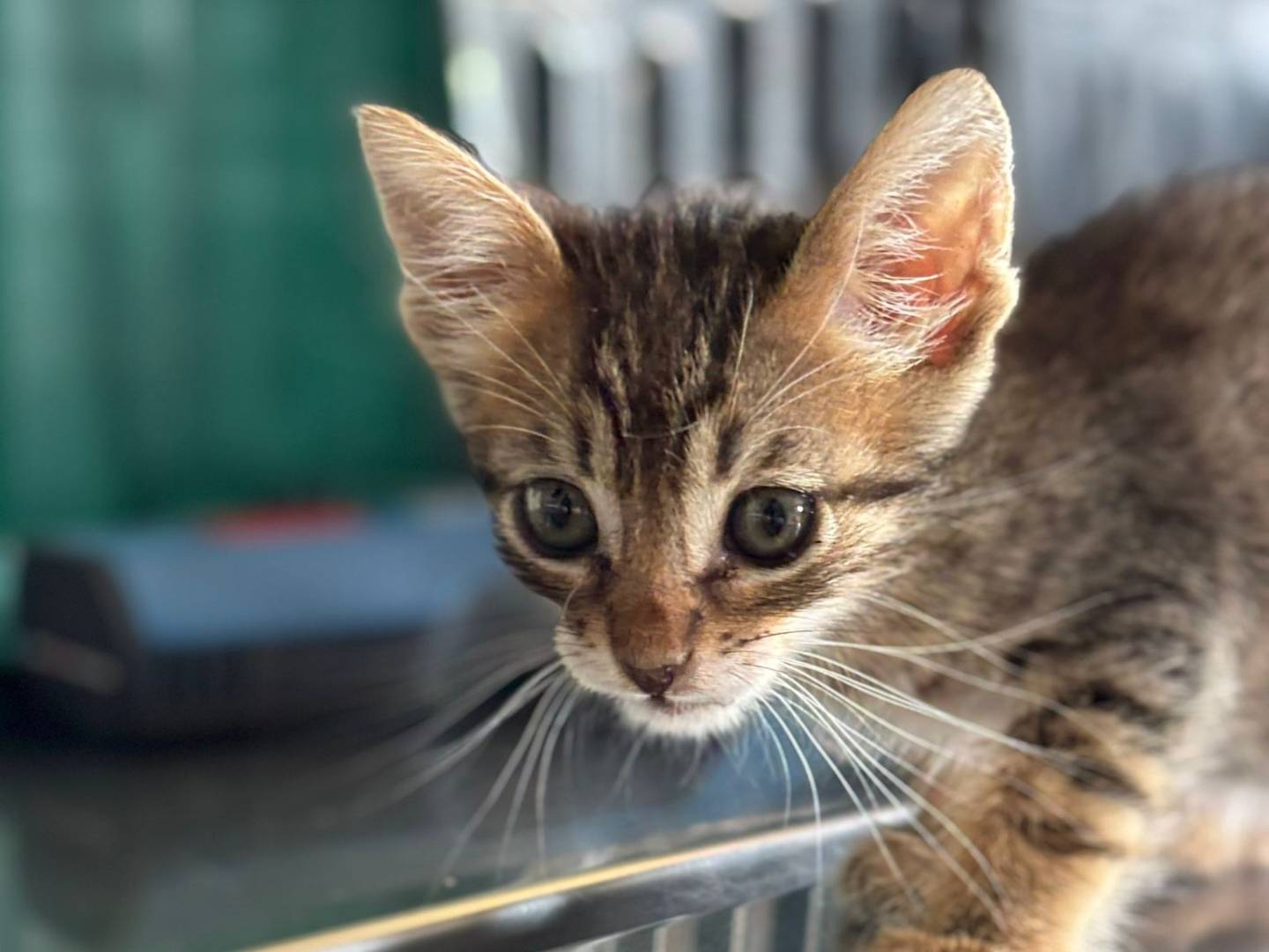 Adotta un gatto, maschio, 2 mesi, Pisa