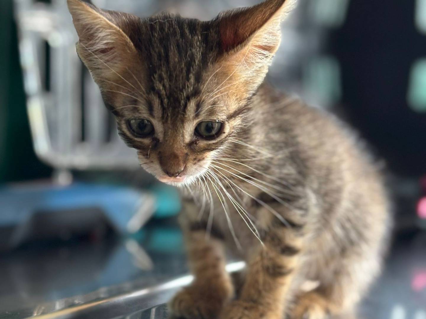 Adotta un gatto, taglia non valida, maschio, Pisa
