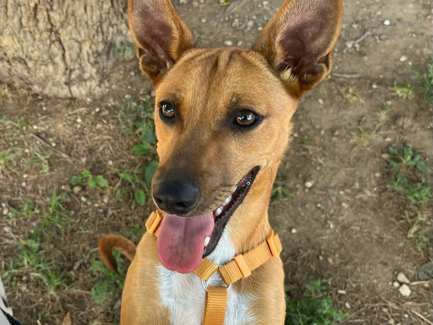 Adozione cane, maschio, Razza sconosciuta Razza sconosciuta, 1 anno e 3 mesi, taglia piccola, Milano