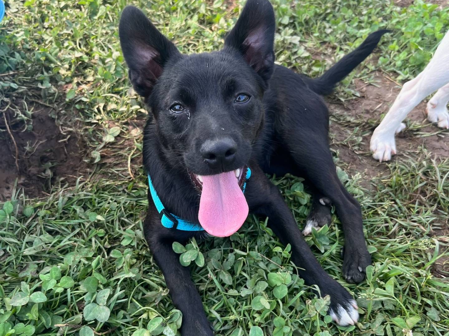 Adozione cane, maschio, Razza sconosciuta Razza sconosciuta, 1 anno e 3 mesi, taglia piccola, Milano