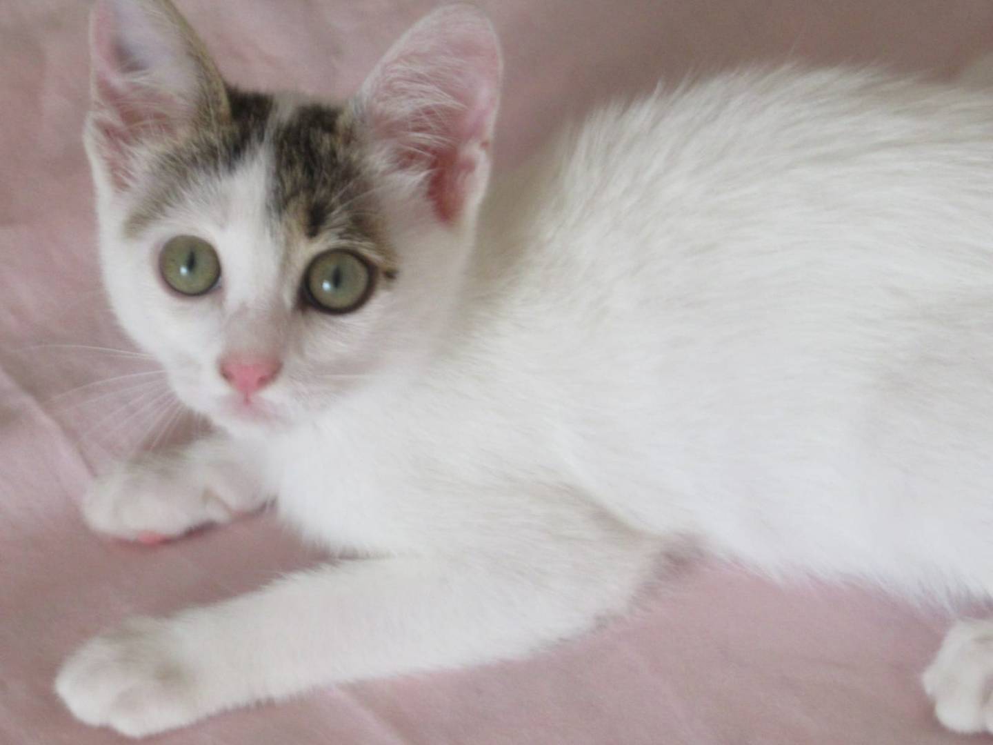 Adozione gatto, femmina, Razza sconosciuta Razza sconosciuta, 1 mesi, taglia non valida, Pavia