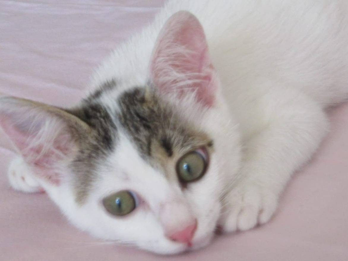 Adotta un gatto, femmina, 1 mesi, Pavia