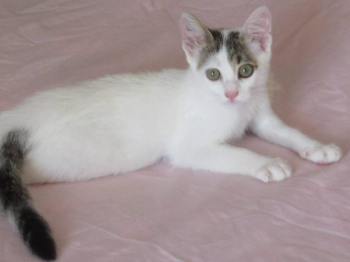 Adotta un gatto, taglia non valida, femmina, Pavia