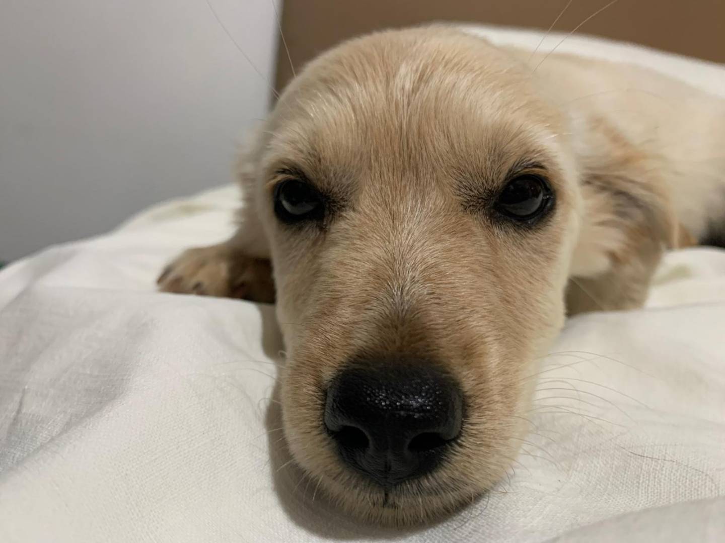 Adozione cane, maschio, Razza sconosciuta Razza sconosciuta, 1 mesi, taglia piccola, Cosenza