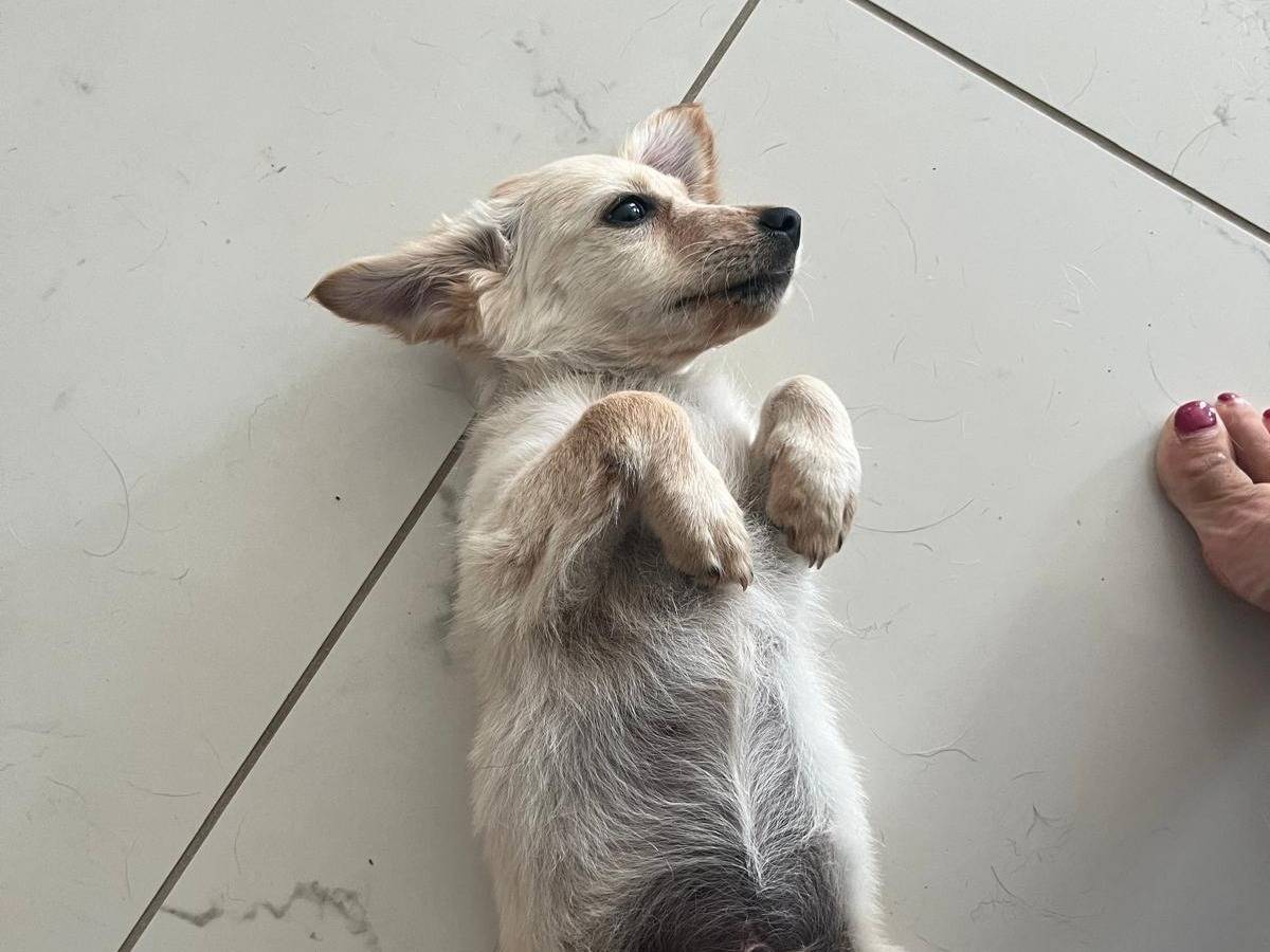 Adotta un cane, maschio, 1 mesi, Cosenza
