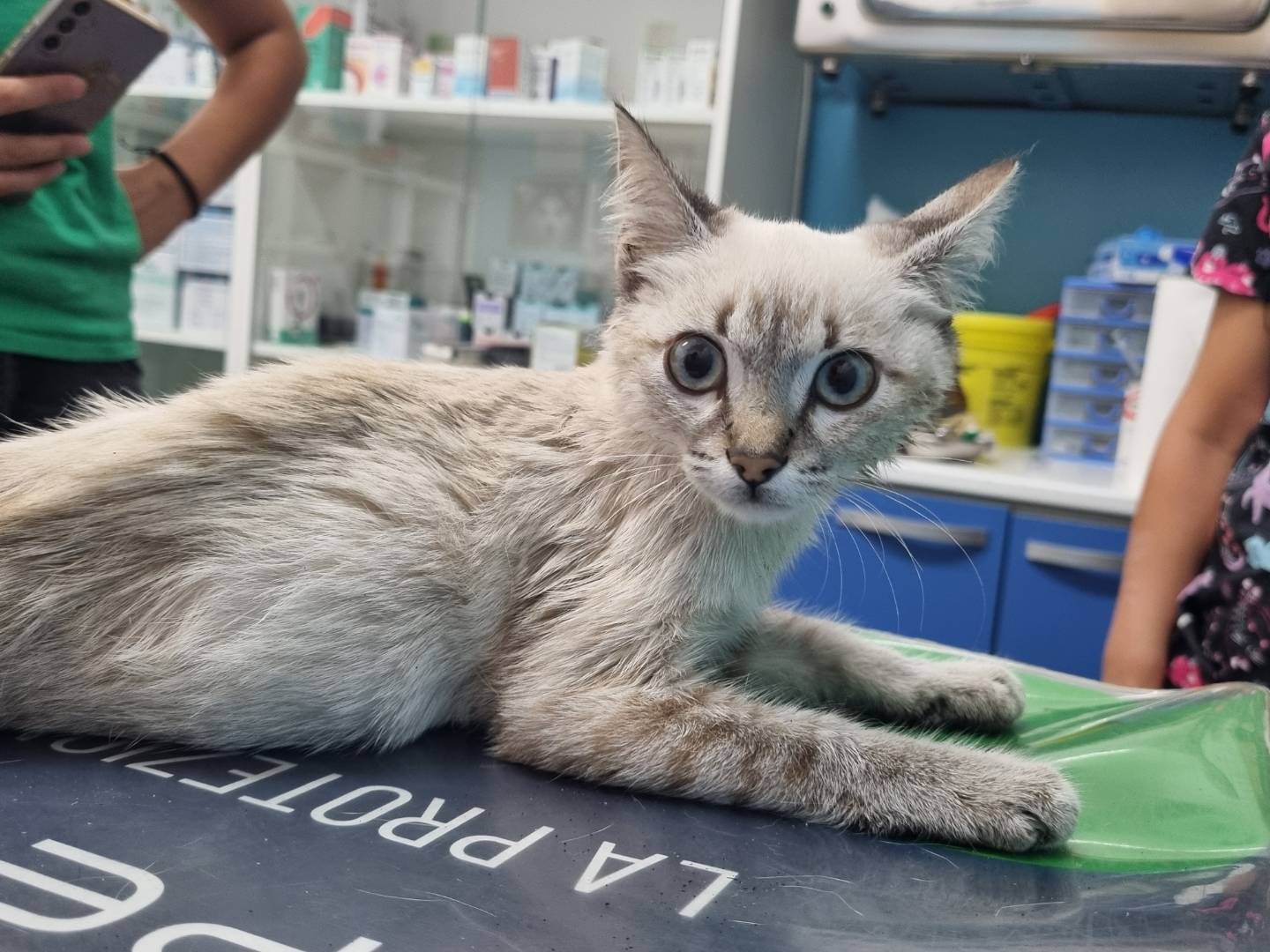 Adozione gatto, maschio, Siamese Razza sconosciuta, 2 mesi, taglia non valida, Lecce