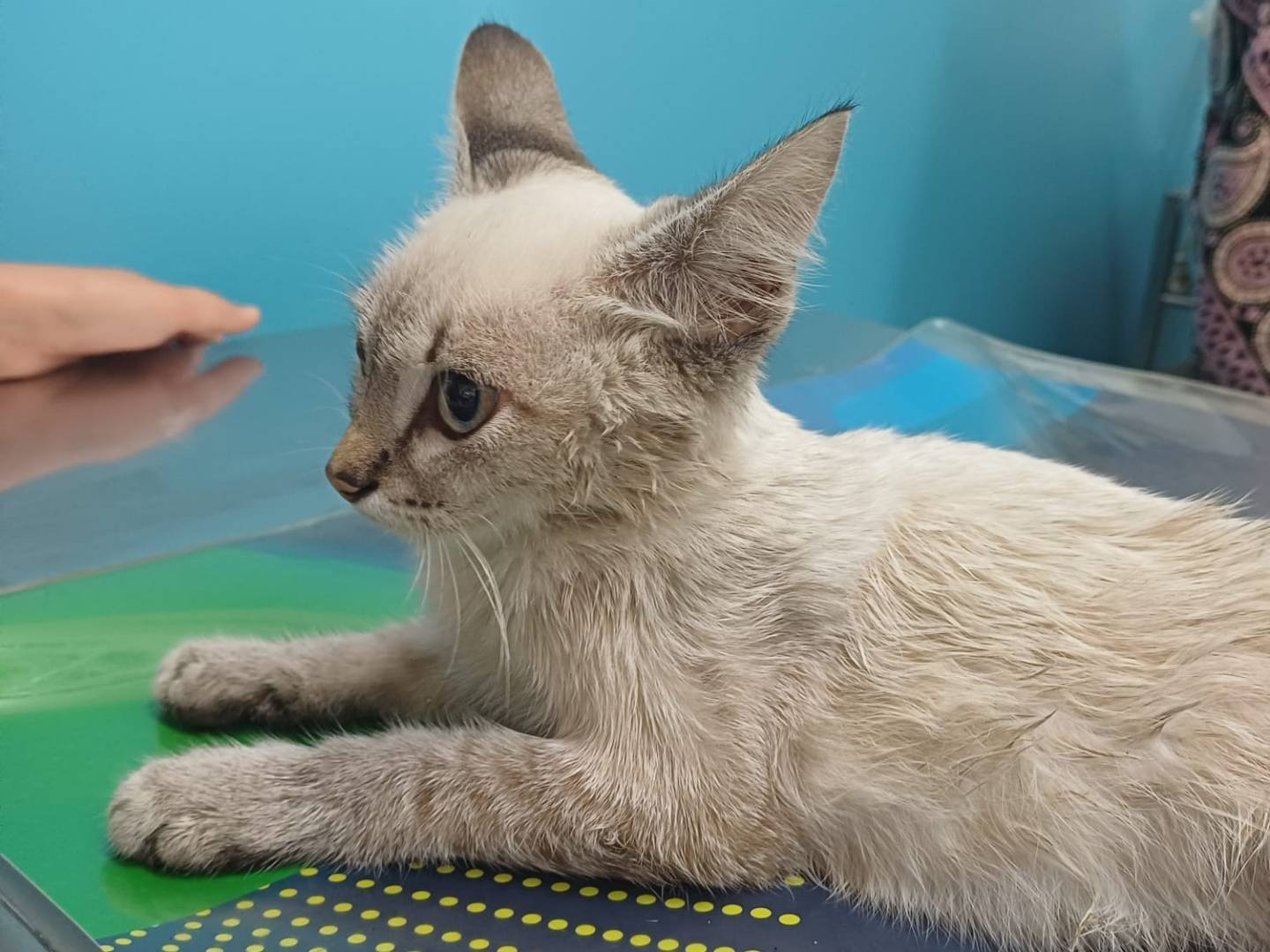 Adotta un gatto, maschio, 2 mesi, Lecce