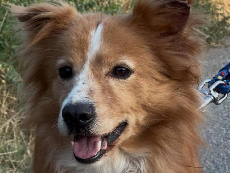 Adozione cane, maschio, Razza sconosciuta Razza sconosciuta, 5 anni, taglia piccola, Crotone