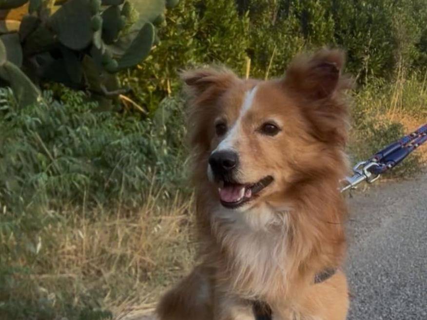 Adotta un cane, maschio, 5 anni, Crotone