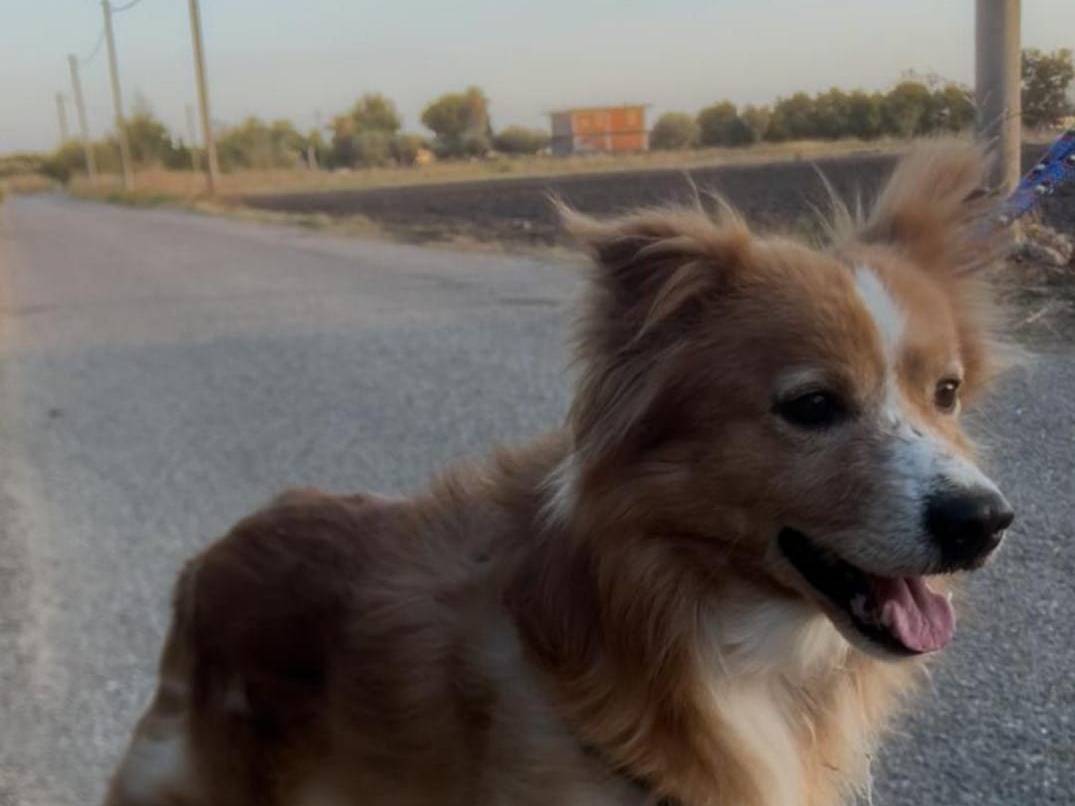 Adotta un cane, taglia piccola, maschio, Crotone