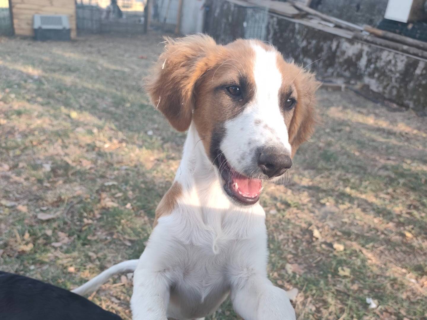 Adozione cane, femmina, Razza sconosciuta Razza sconosciuta, 6 mesi, taglia piccola, Roma