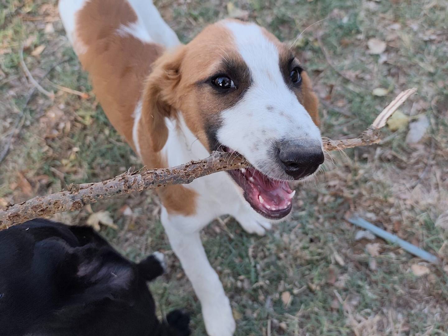 Adotta un cane, femmina, 6 mesi, Roma