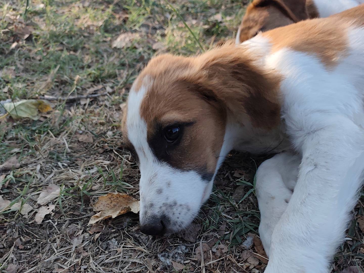Adotta un cane, taglia piccola, femmina, Roma