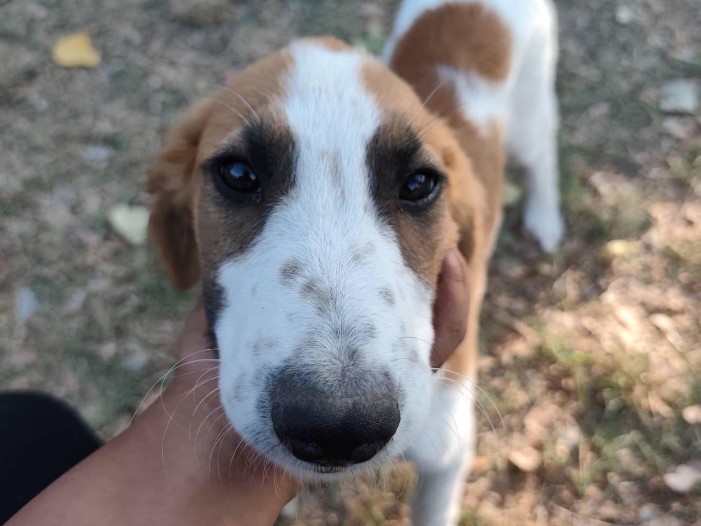 Vuoi adottare un cane a Roma?