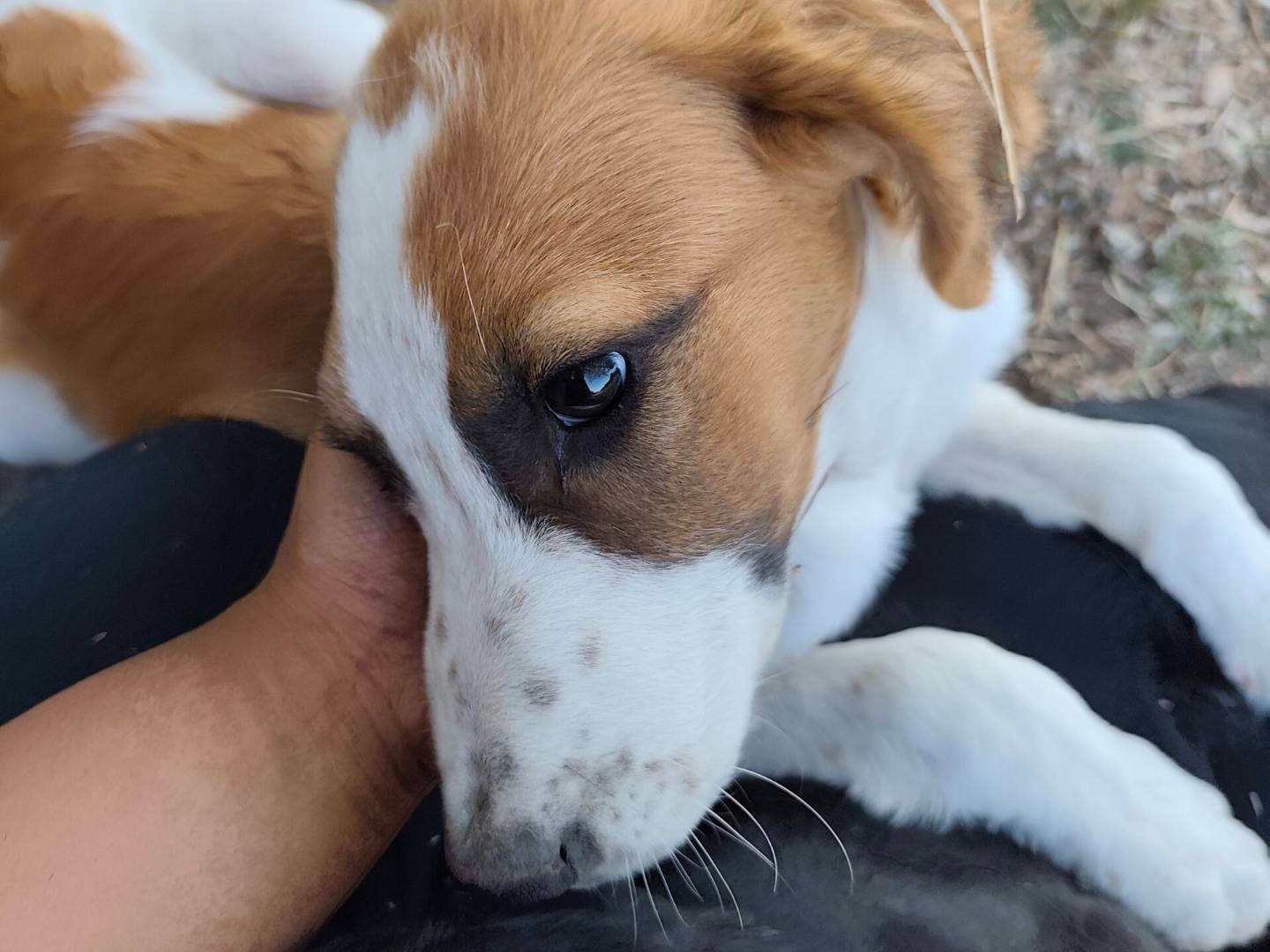 Adotta il cane Kelly a Roma