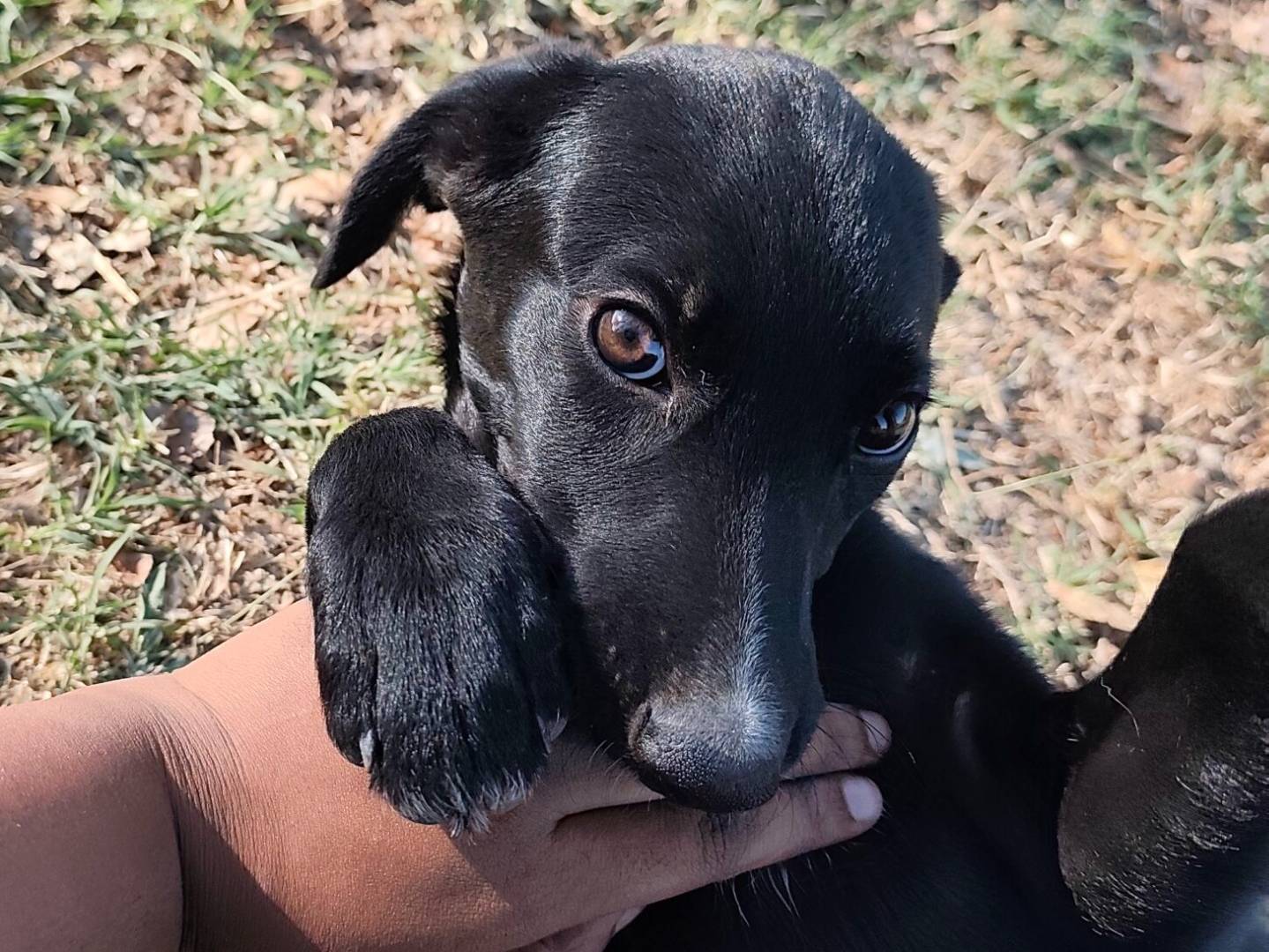 Adozione cane, femmina, Razza sconosciuta Razza sconosciuta, 6 mesi, taglia piccola, Roma