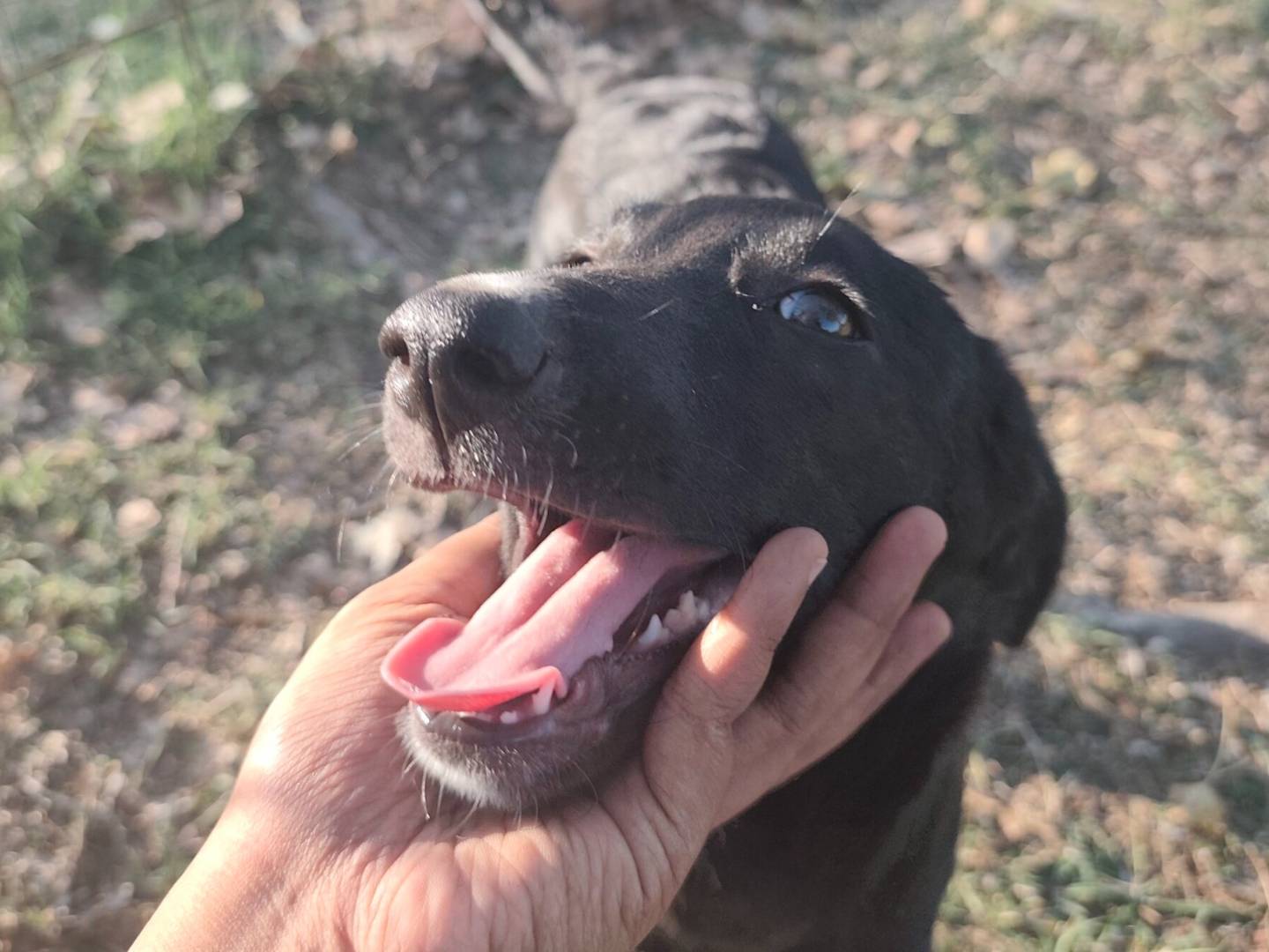 Adotta un cane, taglia piccola, femmina, Roma