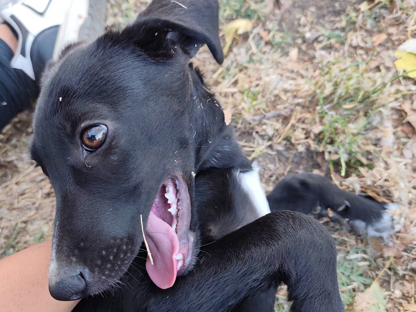 Vuoi adottare un cane a Roma?