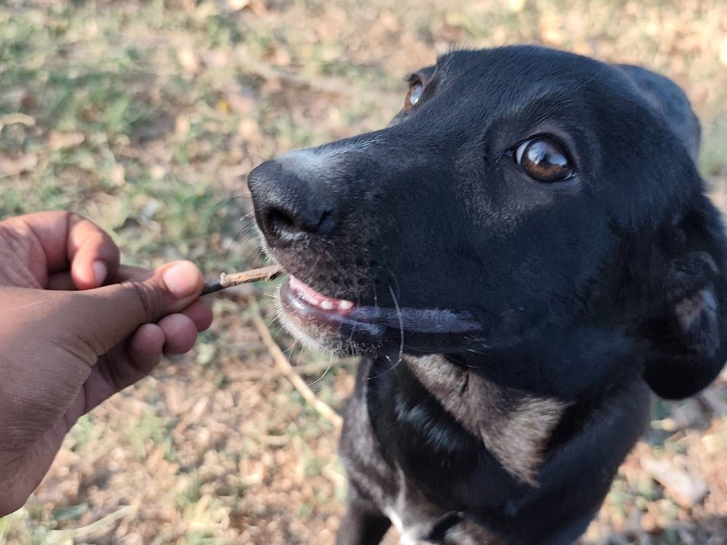 Adotta il cane Brenda  a Roma
