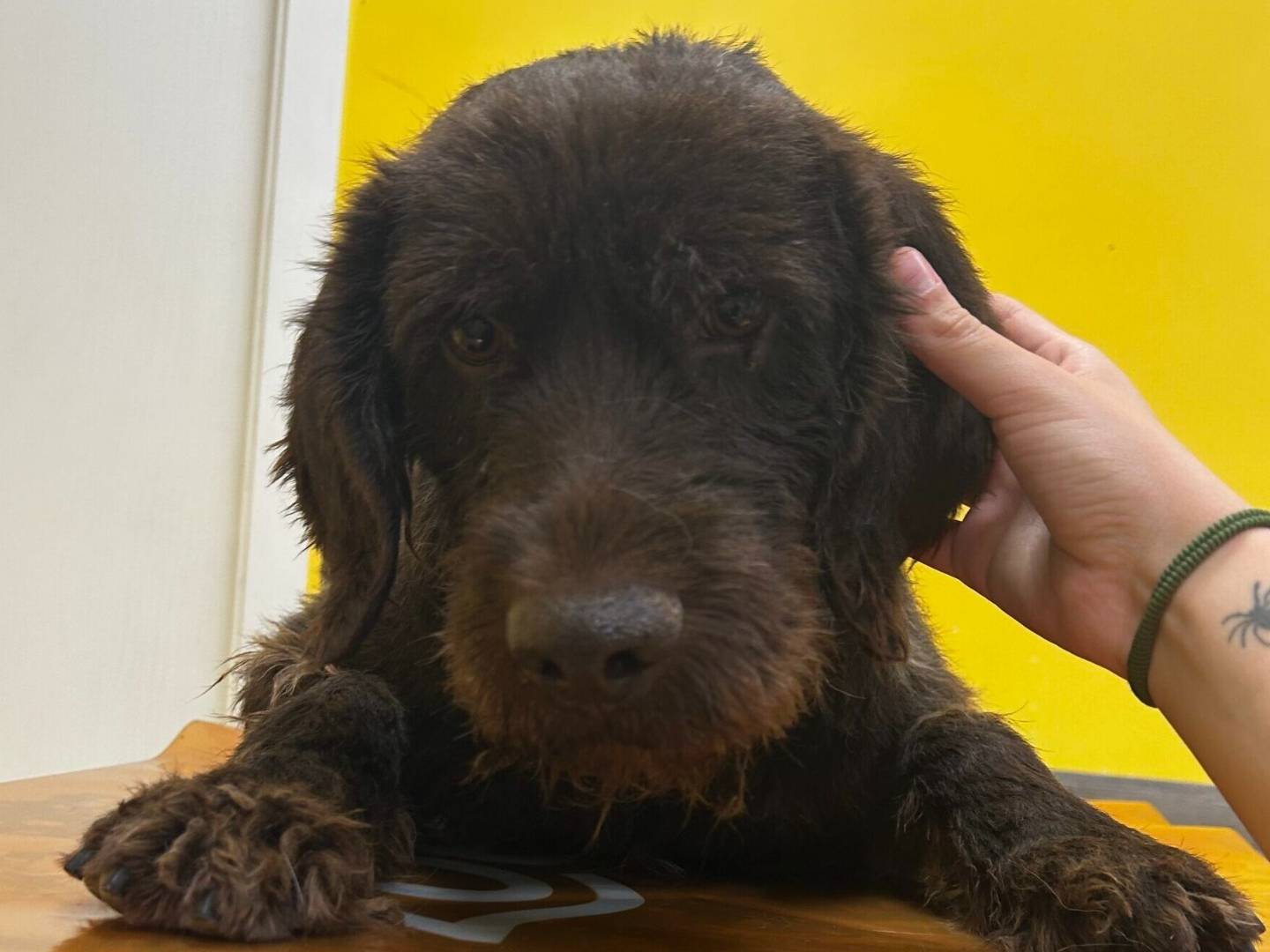 Adozione cane, maschio, Razza sconosciuta Razza sconosciuta, 4 anni e 1 mese, taglia media, Roma